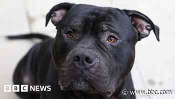 Dog rescue centre 'in limbo' over XL bully legislation
