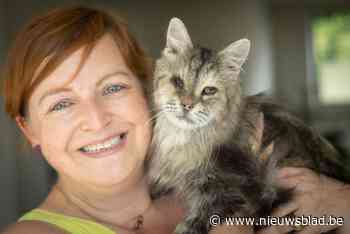 Deze Limburgers adopteerden een zwerfkat (of zeven): “Af en toe krijgt ze tiramisu”