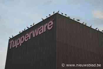 Tientallen ooievaars overnachten op dak Tupperware-magazijn in industrieterrein