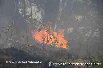 Nachgewiesen: Waldboden kann sich selbst entzünden