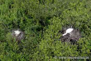 Kempense primeur: Voor het eerst nestelen lepelaars zich in De Zegge in Geel