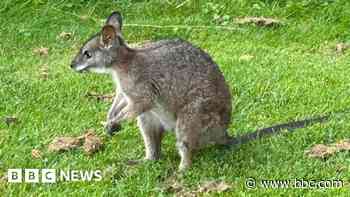 Wallaby on the loose spotted on golf course