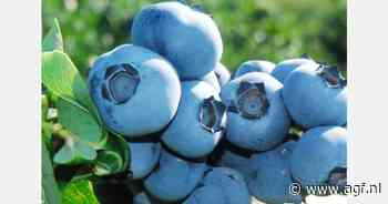 Zorgen over voortbestaan Britse bessenteelt