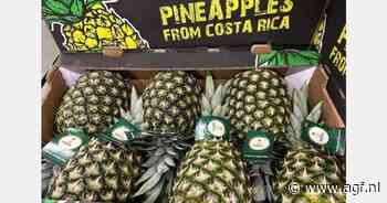 "Gat in ananasproductie zorgt voor beperkt aanbod"