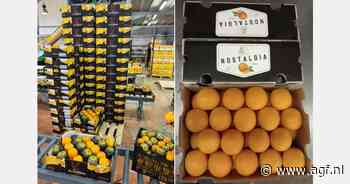 Egyptische citrusexporteurs teleurgesteld door lage Franse vraag tijdens Olympische Spelen