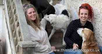 Vets have been helping tackle a stray dog and cat problem in Bulgaria