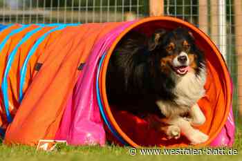 Rasanter Hundesport im Parcours