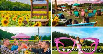 Instagrammable sunflower field near south east London opens TOMORROW