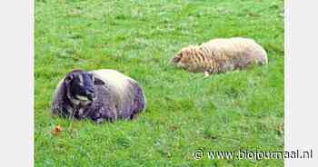 Forse stijging in België in blauwtongbesmettingen
