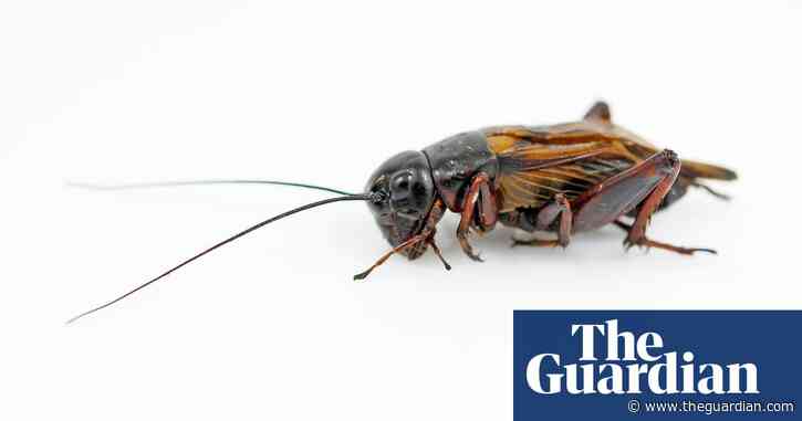 The rise of ‘ento-veganism’: how eating crickets could help save the world