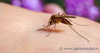 Wat werkt het beste tegen jeukende muggenbult? Experts nemen tien middeltjes onder de loep