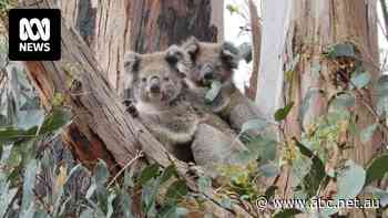 Eucalypt corridors key to protecting 'incredibly important' koala population amid Victoria's pine expansion