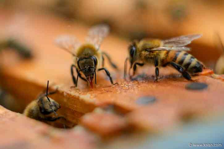 Un-bee-lievable! Texas leads in most bee farms nationally