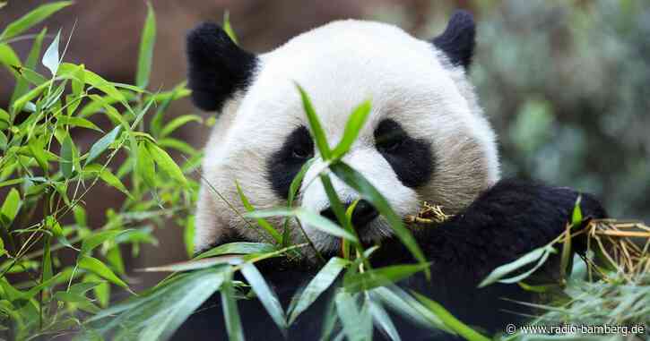 Panda-Premiere im Zoo San Diego