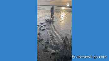 WATCH:  Man rescues stranded dolphins on Argentina beach