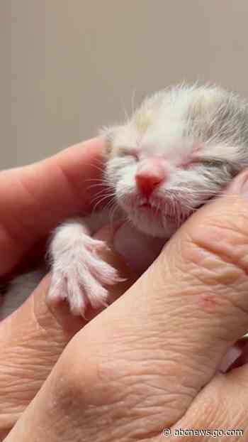 WATCH:  Tiny kitten found alone in parking lot is bottle-fed back to health