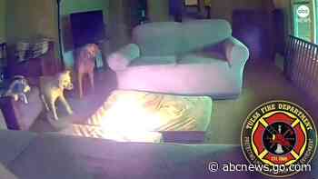 WATCH:  Dog starts house fire by chewing through lithium ion battery
