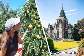 Wandelen in de fruitmand van Rullingen en Kuttekoven, waar kastelen ‘hard to get’ zijn