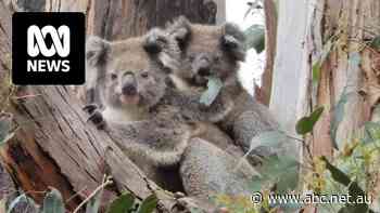 As Victoria prepares to plant millions of pines, advocates are calling for more native wildlife corridors