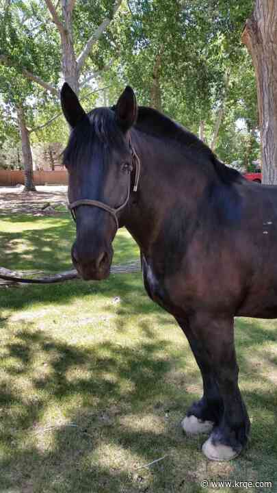 APD retired police horse 'Max' dies at 23-years-old