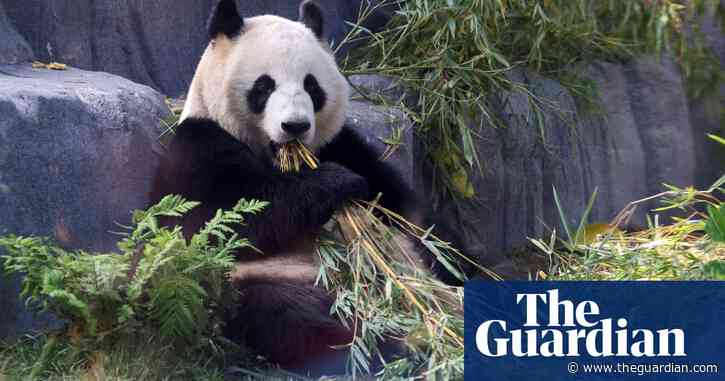 California celebrates arrival of first pandas from China in decades