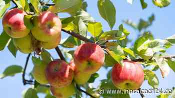 Mann (64) will Obst von Baum ernten – und verunglückt tödlich