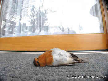 Wenn die Fensterscheibe zum Unglücksort wird