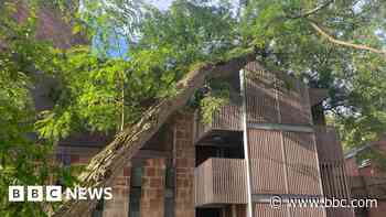 Shock as tree falls onto city cathedral