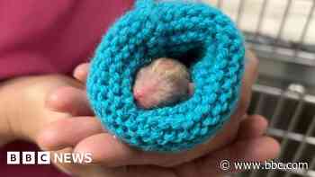 Donations appeal as pet charity battles demand