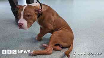 Dog owner jailed over injuries to his puppy