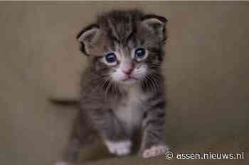 Kittens gedumpt in Assen bij Baggelhuizerplas
