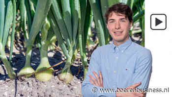 Uienmarkt op zoek naar broodnodige stabiliteit