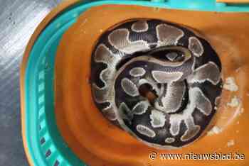 Dode python gevonden aan sportcentrum in Genk