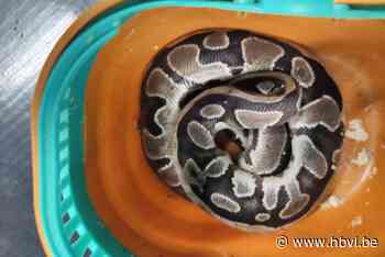 Dode python gevonden aan sportcentrum in Genk