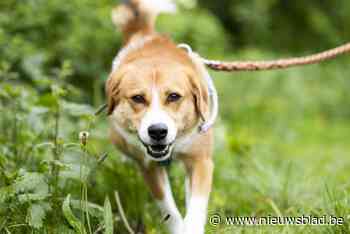 Beter dan de Samsonrock: M HKA nodigt hondjes uit voor concert op dakterras
