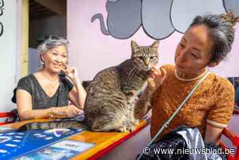 Cat Café Antwerp vierde internationale kattendag met gezelschapsspelletjes: “Exploding Kittens, MLEM en Super Miauw”