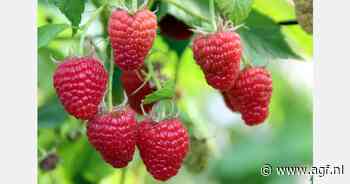 "Met de frambozenrassen Adelita en Pink Hudson kunnen we het seizoen met twee maanden verlengen"