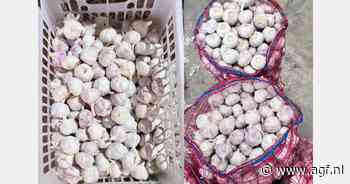 "Exportmarkt voor knoflook is zwak"