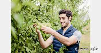 "We willen smaak en kleur terugbrengen bij pruimen"
