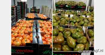 "Nederlandse tomaten in Madrid lager geprijsd dan Spaanse kostprijs"