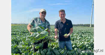 Westfalia Fruit trapt Nederlands spruitenseizoen af