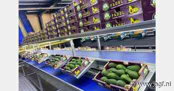 Areaal Libanese avocado's neemt toe