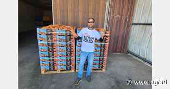 "Zeer goede zoete aardappelenoogst in Israël"