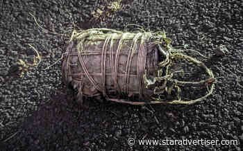 FBI, Maui police investigating explosives planted on Maui