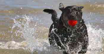 Pet expert explains when dogs need sunscreen and lists breeds most at risk of sunburn