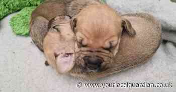 Heartbreak as eight bulldog puppies abandoned in Aldi carrier bag in Surrey