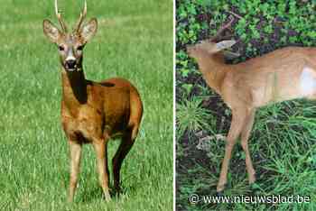 Geliefde reebok Rudolf sterft bij aanrijding