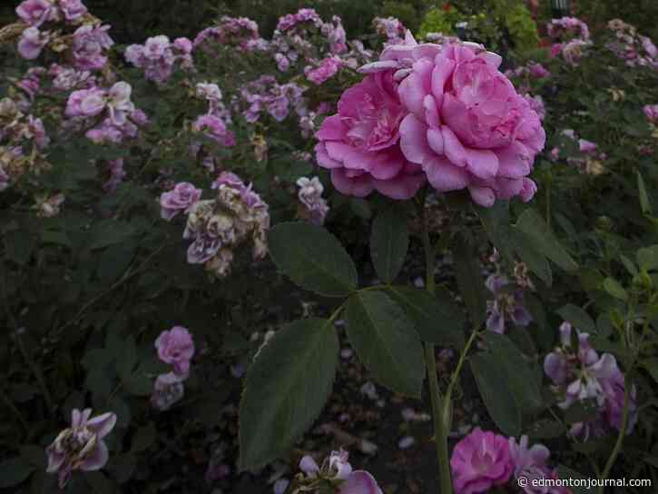 Growing Things: How to safely transfer roses to prevent shock