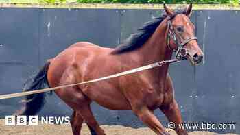 Racehorse poo analysis predicts future success