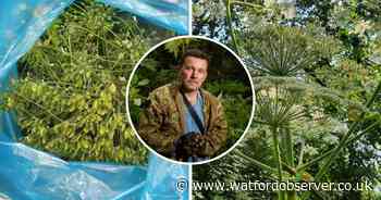 Repeated failure to tackle giant hogweed infestation branded 'negligent'